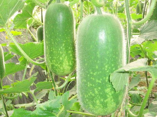 娱乐吃瓜酱小冬瓜,揭秘娱乐圈那些不为人知的幕后故事